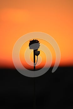Focused plant in a sunset background