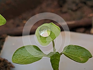 Focused on the rain drops on the green leaf