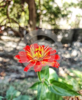 Focused red flower in the garden of Gilgitbaltistan Pakistan