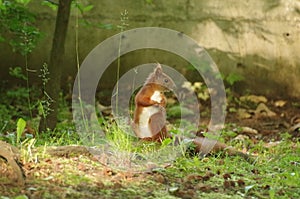 A focused squirrel in a city park