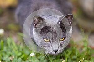 Focused, silver-ticked grey one year old cat, hunting