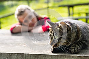 Focused tabby cat staring to the side