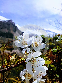Focused white beautyful charry flowers in mountain area Hunza with blur background