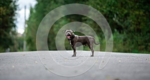 Focused young dog on road in summer