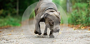 Focused young dog on road in summer