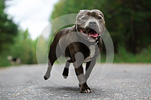 Focused young dog on road in summer