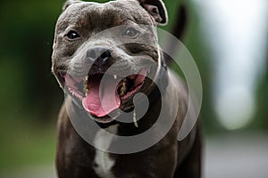 Focused young dog on road in summer