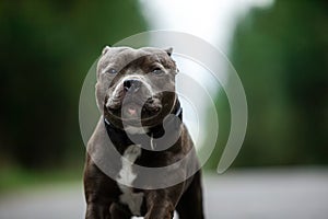 Focused young dog on road in summer