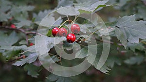 Focusing on berries. Green background.