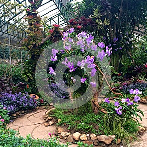 Focusing on a big tree with purple orchid in the green house garden