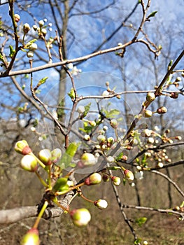 Focusing close on lots of buds of an apple tree