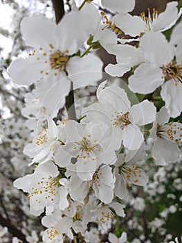 Focusing close on lots of flowers of an apple tree