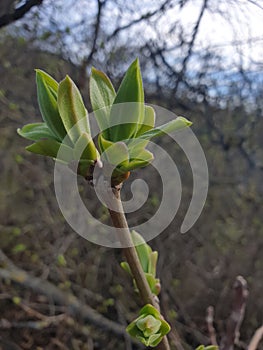 Focusing close on lots leaf buds of a bush