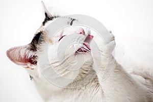 Focusing on a cute triple colored cat licking paws