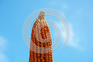 Focusing dried young corn on bright blue sky background.