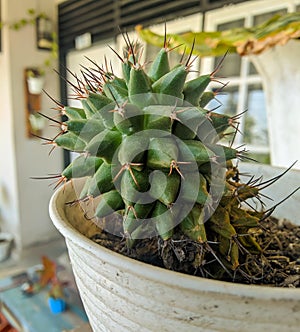 Focussed cactus in front of neighbor house