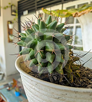 Focussed cactus in front of neighbor house photo