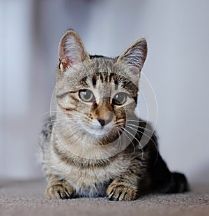 Focussed cute kitten