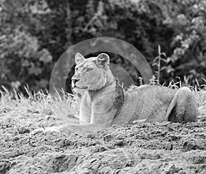 Focussed Lion in black & white photo