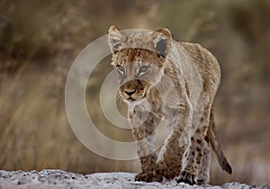 Focussed lion cub