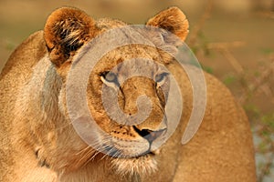 Focussed Lioness