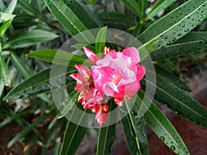 A focussed pink flower on a sidewalk photo