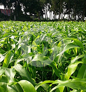 Fodder also called provender is any agricultural foodstuff used specifically to feed domesticated livestock, such as cattle, photo