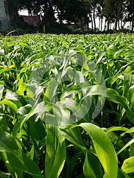 Fodder, also called provender, is any agricultural foodstuff used specifically to feed domesticated livestock, such as cattle, photo