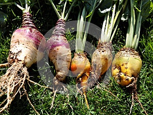 Fodder beet and Rutabaga - crop harvest