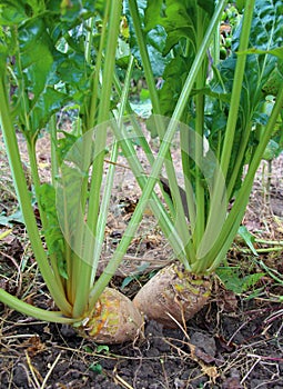 Fodder beets grow in the field, intended for feeding animals