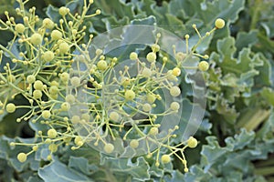 Fodder cabbage, a bunch of fruits.