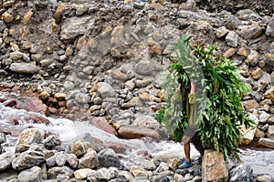 Fodder carrying boy crossing the crossing the wild himalayan rivulet