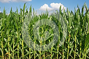 Fodder Corn photo