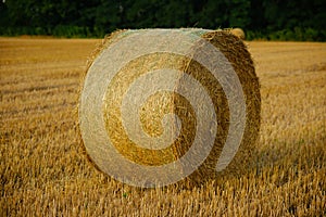 Fodder, forage, haymaking