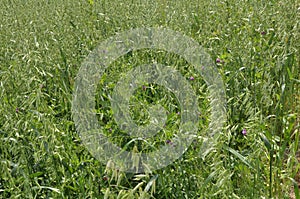 Fodder mixture of vetch and oats