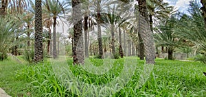 Fodder and palm farms in a long and extended landscape View from the Sultanate of Oman - Al Hamra