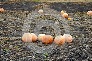 Fodder pumpkin on the field