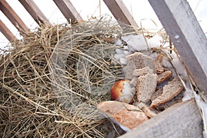 Fodder rack