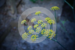 Foeniculum vulgare Apiaceae commonly known as fennel