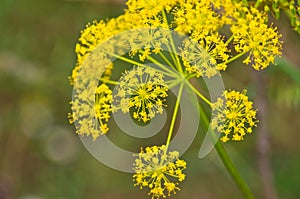 Foeniculum vulgare