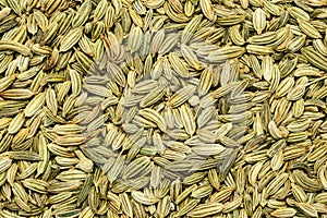 Foeniculum vulgare (Fennel )