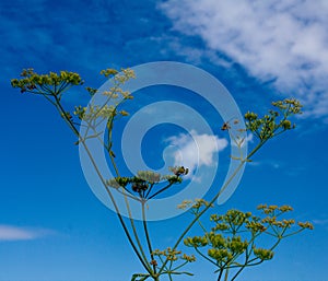 Foeniculum vulgare Mill. against a blue sky with cumulus clouds photo