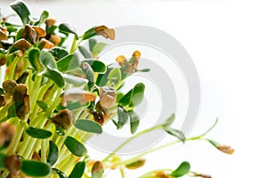 Foenum-graecum commonly called fenugreek microgreen close up. Fenugreek shoots marco photo on white background