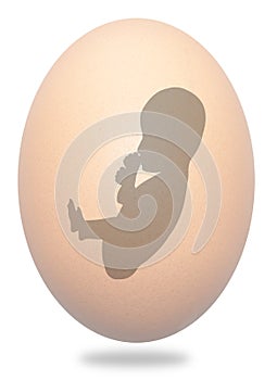 Foetus in egg