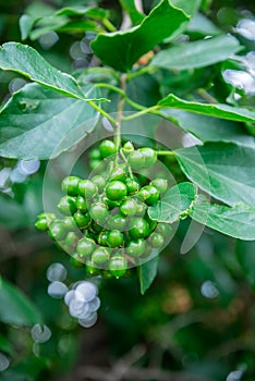 Foetus of Fragrant Manjack tree in Kings Park and Botanical Gardens, Perth