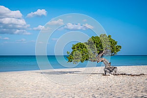 Fofoti tree - Divi Divi or Watapana tree - on Eagle Beach, Aruba, Caribbean Sea