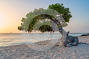 Fofoti tree overlooking a Caribbean sunset on a beach in Aruba