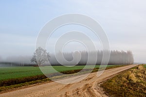 Fog above countryside road. Foggy morning. Fall season