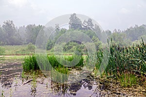 Nebbia più alto foresta 