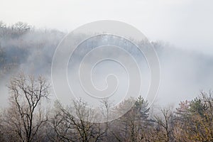 fog against dark tree background